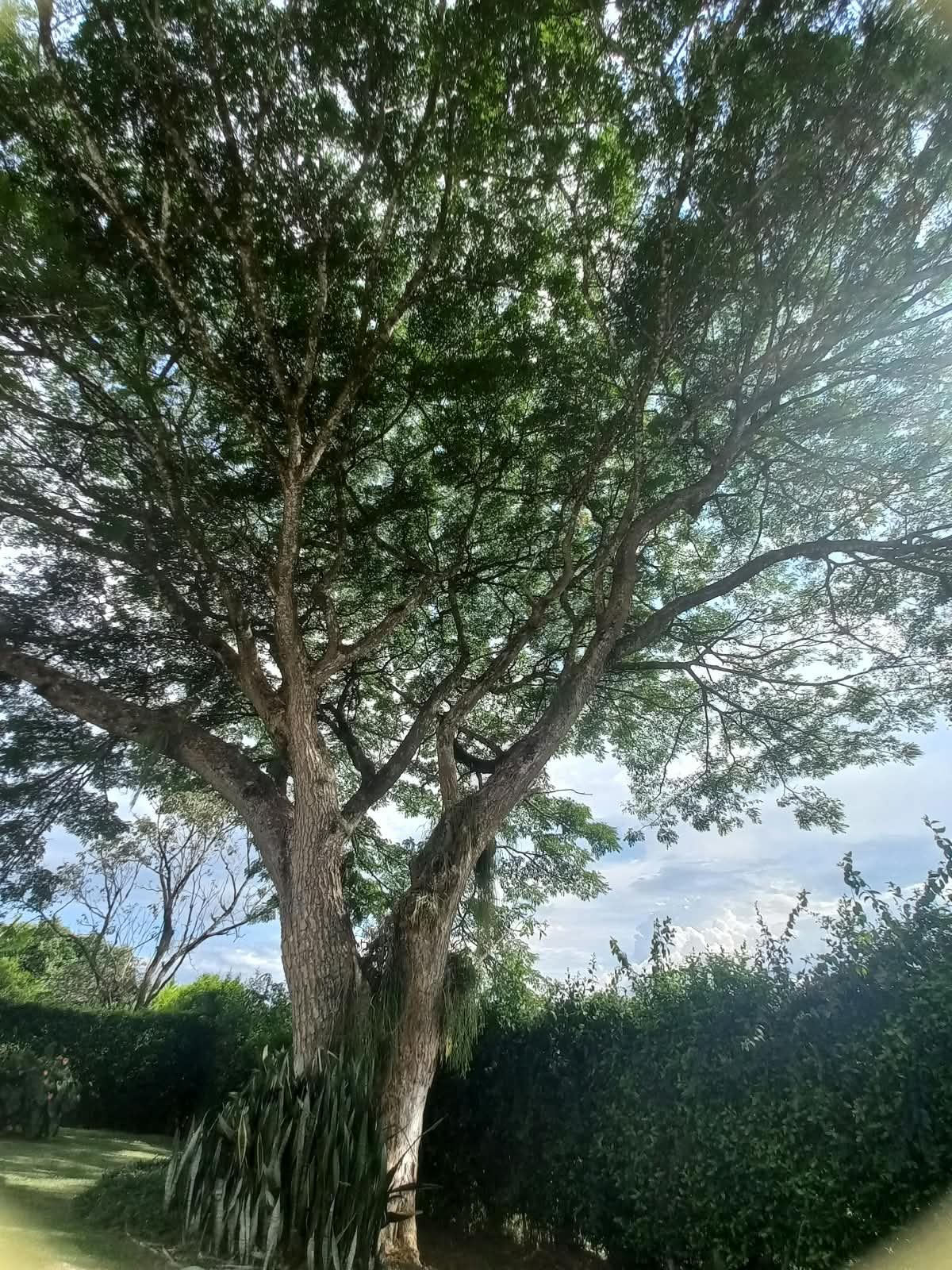 Venta casa campestre Combia Pereira — foto 48