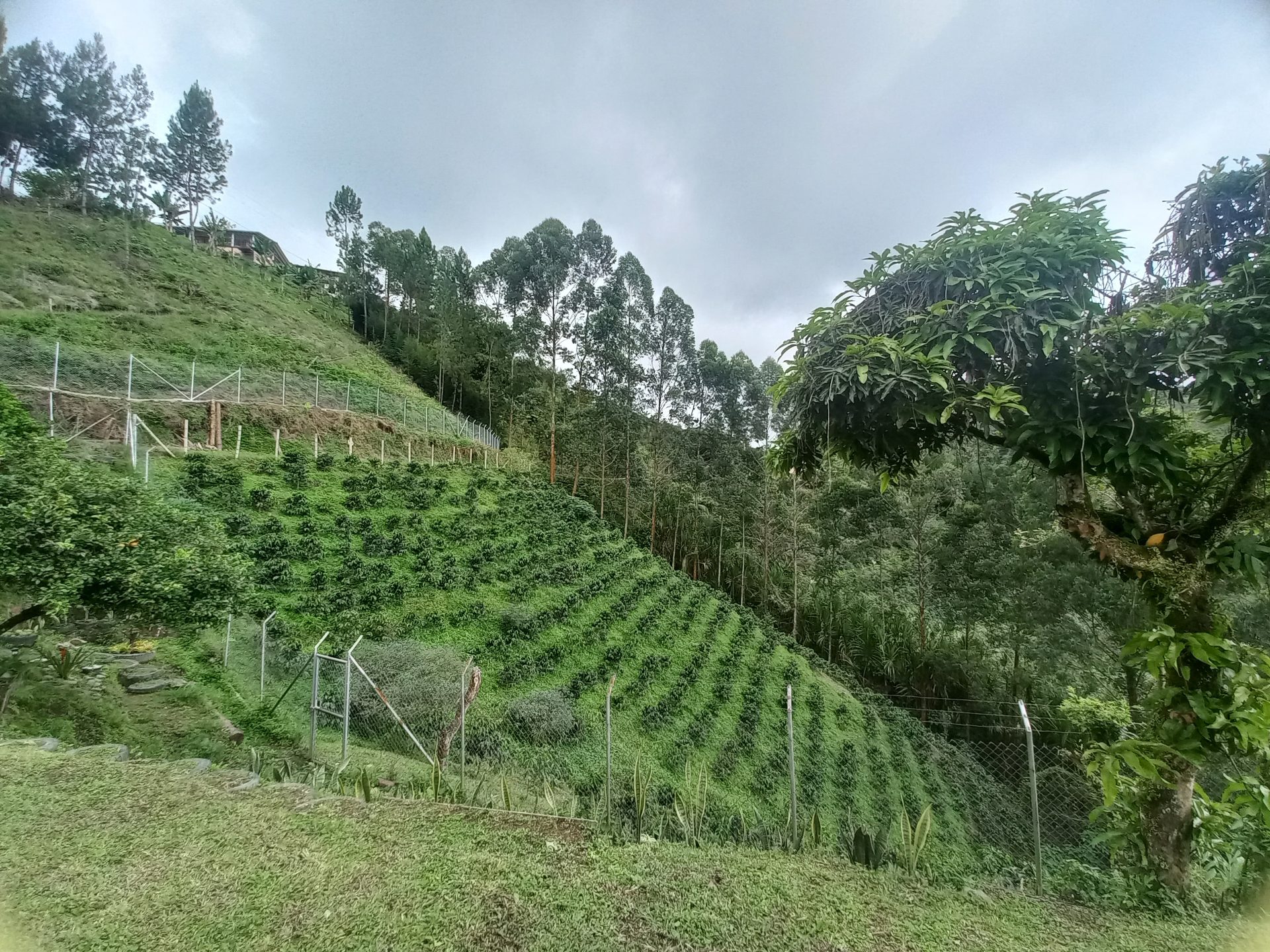 Venta finca El Estanquillo Dosquebradas — foto 31