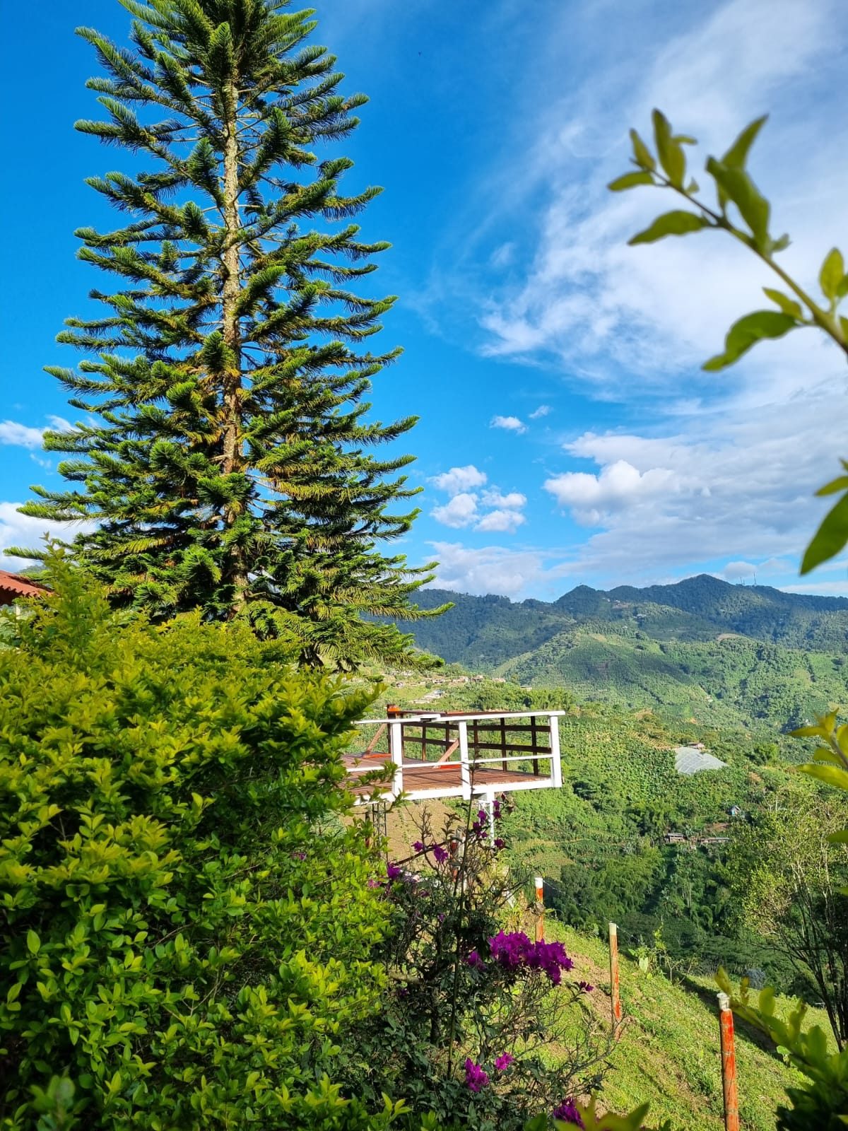 Venta finca Combia Pereira — foto 34