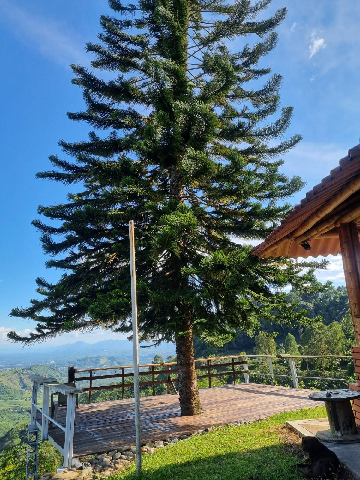 Venta finca Combia Pereira — foto 28