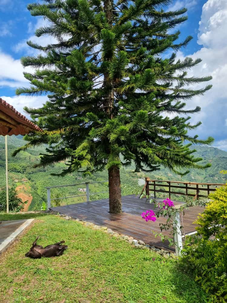 Venta finca Combia Pereira — foto 29
