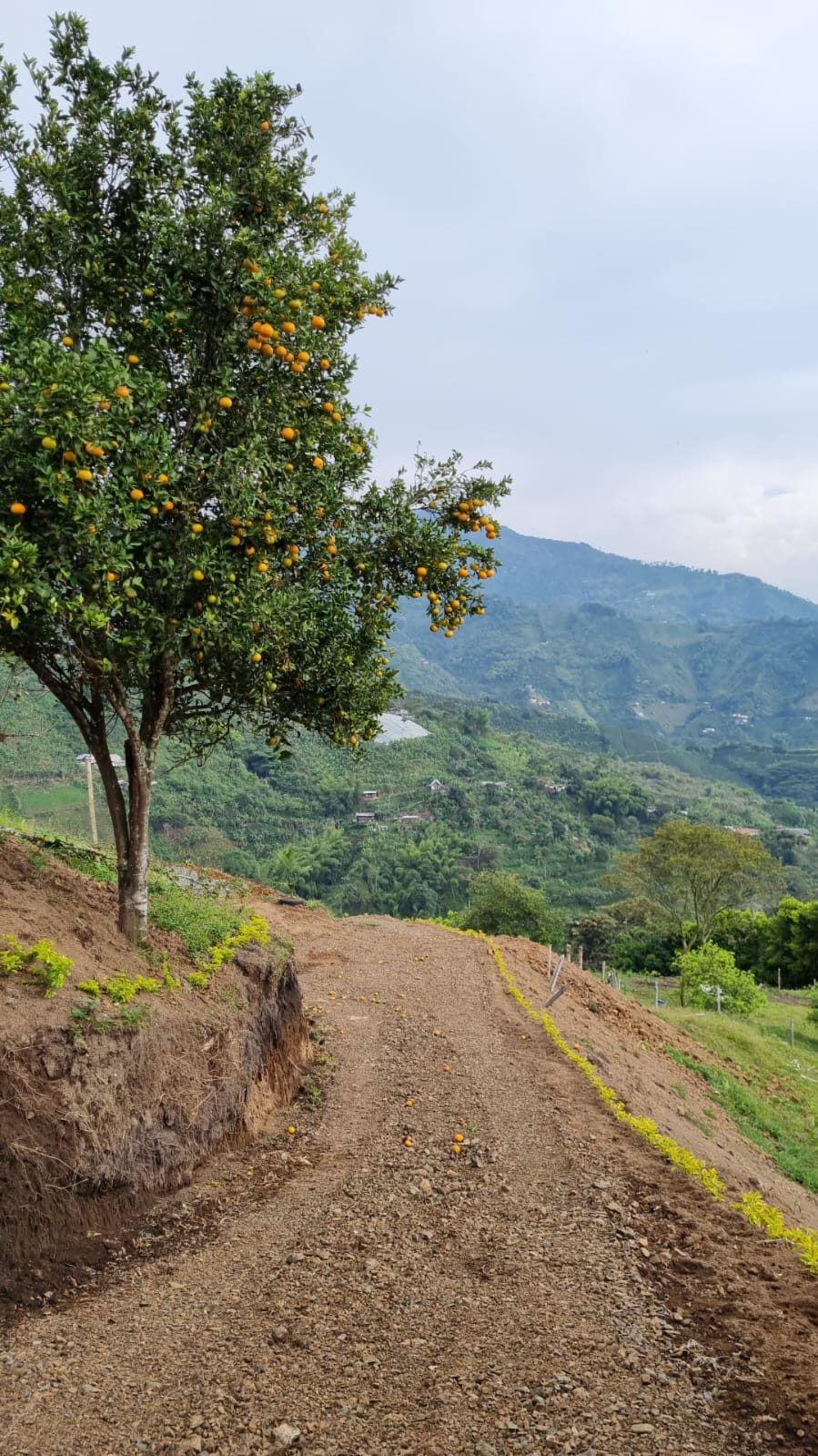 Venta finca Combia Pereira — foto 41
