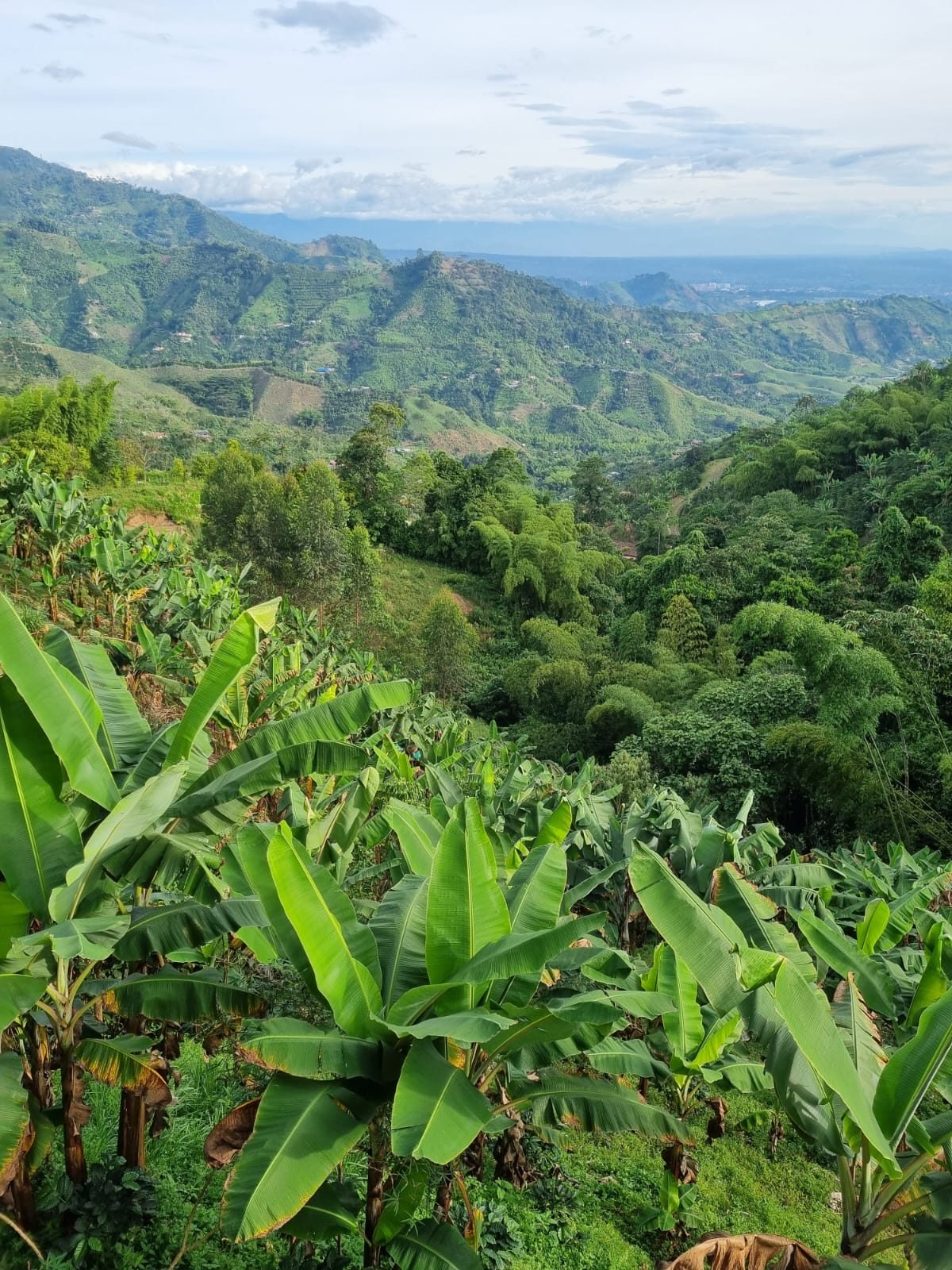 Venta finca Combia Pereira — foto 35