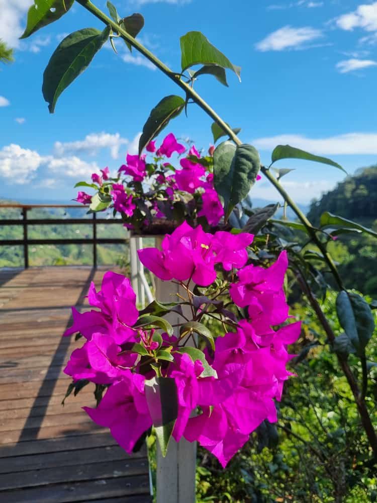 Venta finca Combia Pereira — foto 39
