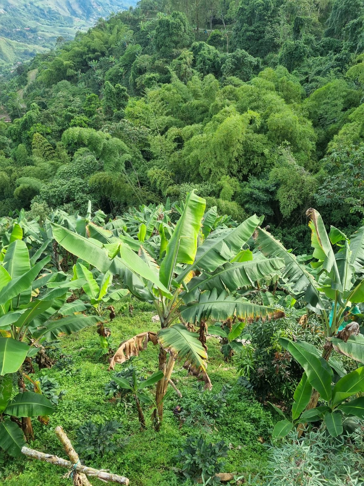 Venta finca Combia Pereira — foto 36