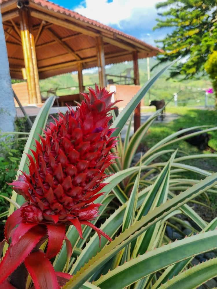 Venta finca Combia Pereira — foto 38