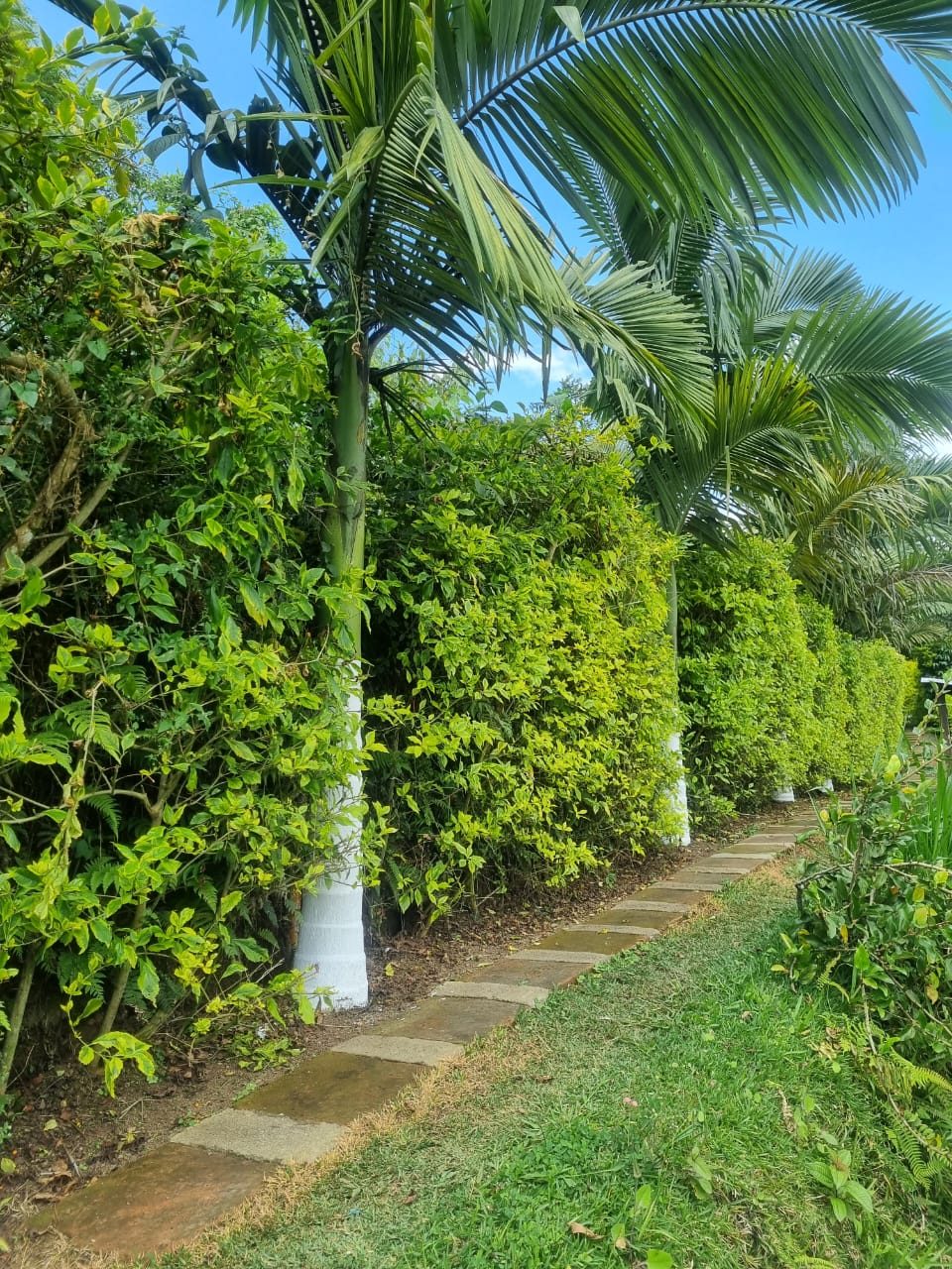 Venta finca Combia Pereira — foto 37